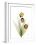 Sandersonia H34-Albert Koetsier-Framed Photographic Print