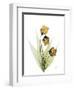 Sandersonia H34-Albert Koetsier-Framed Photographic Print