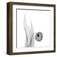 Sandersonia in Black and White-Albert Koetsier-Framed Art Print