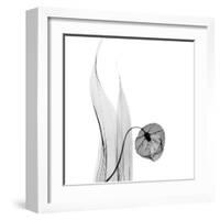 Sandersonia in Black and White-Albert Koetsier-Framed Art Print