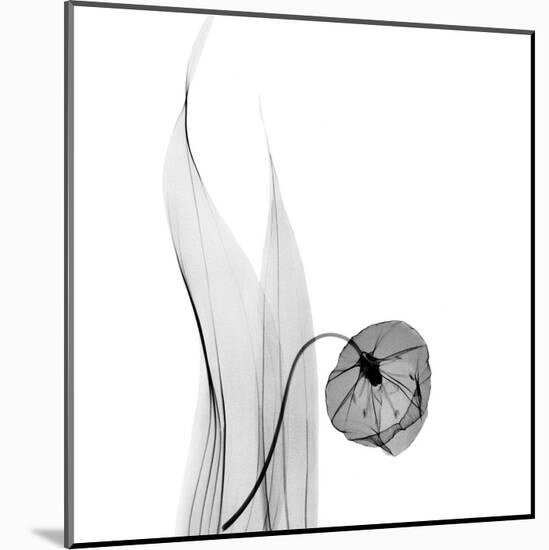 Sandersonia in Black and White-Albert Koetsier-Mounted Art Print