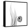 Sandersonia in Black and White-Albert Koetsier-Framed Stretched Canvas