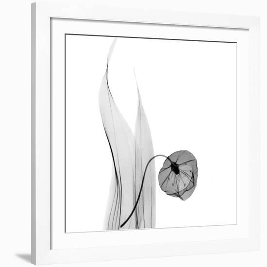 Sandersonia in Black and White-Albert Koetsier-Framed Art Print