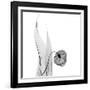 Sandersonia in Black and White-Albert Koetsier-Framed Art Print