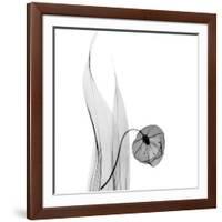 Sandersonia in Black and White-Albert Koetsier-Framed Art Print