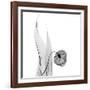 Sandersonia in Black and White-Albert Koetsier-Framed Art Print