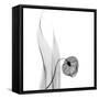 Sandersonia in Black and White-Albert Koetsier-Framed Stretched Canvas