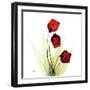 Sandersonia in Red-Albert Koetsier-Framed Art Print