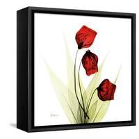 Sandersonia in Red-Albert Koetsier-Framed Stretched Canvas