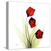 Sandersonia in Red-Albert Koetsier-Stretched Canvas