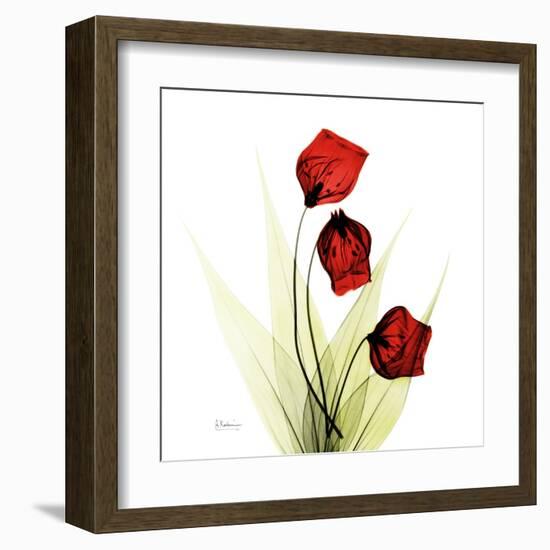 Sandersonia in Red-Albert Koetsier-Framed Art Print