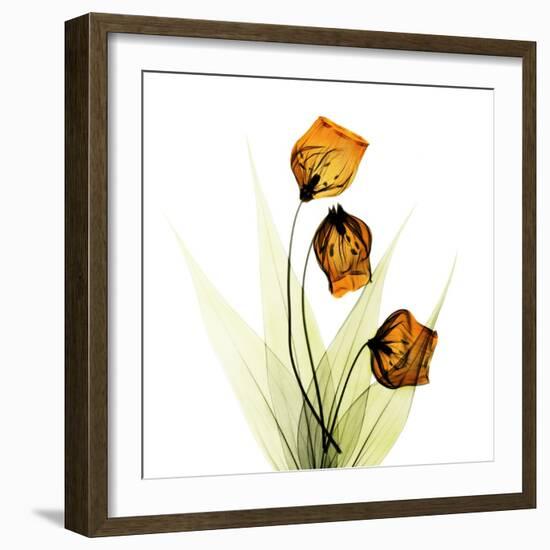 Sandersonia Square 1-Albert Koetsier-Framed Art Print