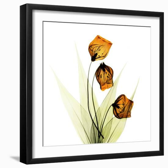 Sandersonia Square 1-Albert Koetsier-Framed Art Print