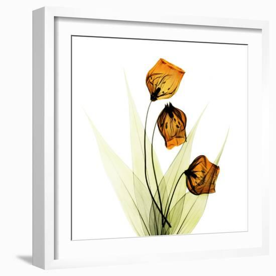 Sandersonia Square 1-Albert Koetsier-Framed Art Print