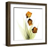 Sandersonia Square 1-Albert Koetsier-Framed Art Print