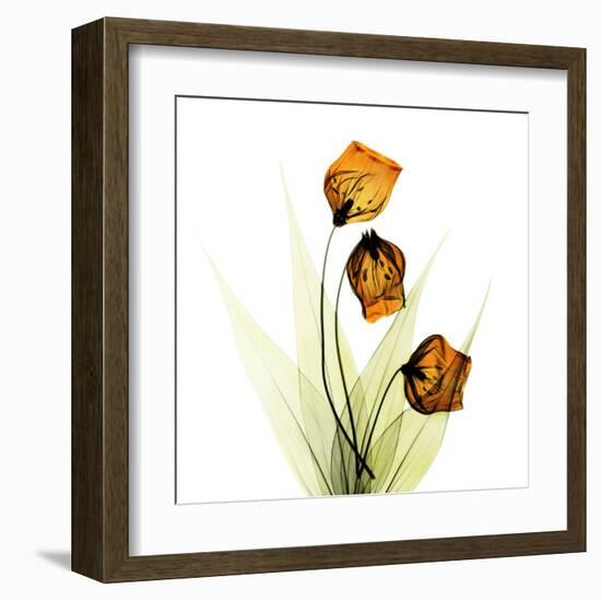 Sandersonia Square 1-Albert Koetsier-Framed Art Print