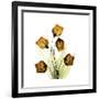 Sandersonia Square 2-Albert Koetsier-Framed Premium Giclee Print