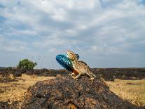 Fan-throated lizard (Sitana ponticeriana) male displaying. Chalkewadi, Maharashtra, India.-Sandesh Kadur-Photographic Print
