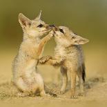 Indian fox pups at play by a den, Kutch, Gujarat, India-Sandesh Kadur-Photographic Print