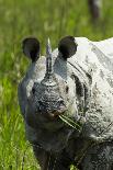 Indian - Asian One-Horned Rhinoceros (Rhinoceros Unicornis) Approaching-Sandesh Kadur-Photographic Print