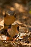 Fan-throated lizard (Sitana ponticeriana) male displaying. Chalkewadi, Maharashtra, India.-Sandesh Kadur-Photographic Print