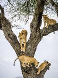 Lion female in fork of tree, Serengeti, Tanzania-Sandesh Kadur-Photographic Print