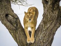 Lion female in fork of tree, Serengeti, Tanzania-Sandesh Kadur-Photographic Print