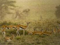 Thomson's gazelle herd, Serengeti National Park, Tanzania-Sandesh Kadur-Photographic Print