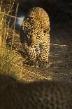 Young Leopard in morning light. Serengeti, Tanzania-Sandesh Kadur-Framed Photographic Print
