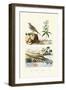 Sandgrouse, 1833-39-null-Framed Giclee Print