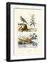 Sandgrouse, 1833-39-null-Framed Giclee Print