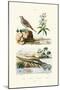 Sandgrouse, 1833-39-null-Mounted Giclee Print