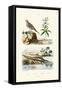 Sandgrouse, 1833-39-null-Framed Stretched Canvas