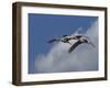 Sandhill Crane 3 Oil Paint-Galloimages Online-Framed Photographic Print