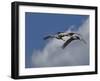 Sandhill Crane 3 Oil Paint-Galloimages Online-Framed Photographic Print