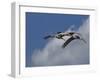 Sandhill Crane 3 Oil Paint-Galloimages Online-Framed Photographic Print