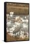 Sandhill Crane and Snow Geese, Bosque de Apache National Wildlife Refuge, New Mexico-Howie Garber-Framed Stretched Canvas