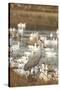 Sandhill Crane and Snow Geese, Bosque de Apache National Wildlife Refuge, New Mexico-Howie Garber-Stretched Canvas