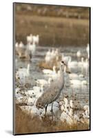 Sandhill Crane and Snow Geese, Bosque de Apache National Wildlife Refuge, New Mexico-Howie Garber-Mounted Photographic Print