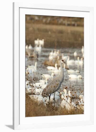 Sandhill Crane and Snow Geese, Bosque de Apache National Wildlife Refuge, New Mexico-Howie Garber-Framed Photographic Print