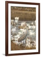 Sandhill Crane and Snow Geese, Bosque de Apache National Wildlife Refuge, New Mexico-Howie Garber-Framed Photographic Print