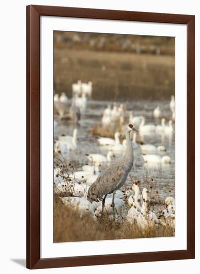 Sandhill Crane and Snow Geese, Bosque de Apache National Wildlife Refuge, New Mexico-Howie Garber-Framed Photographic Print