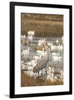 Sandhill Crane and Snow Geese, Bosque de Apache National Wildlife Refuge, New Mexico-Howie Garber-Framed Photographic Print