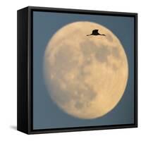 Sandhill crane (Antigone canadensis) flying against moon, Soccoro, New Mexico, USA-Panoramic Images-Framed Stretched Canvas