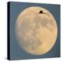 Sandhill crane (Antigone canadensis) flying against moon, Soccoro, New Mexico, USA-Panoramic Images-Stretched Canvas