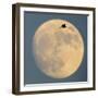 Sandhill crane (Antigone canadensis) flying against moon, Soccoro, New Mexico, USA-Panoramic Images-Framed Photographic Print