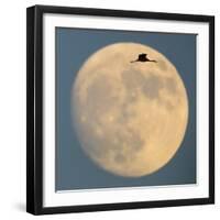 Sandhill crane (Antigone canadensis) flying against moon, Soccoro, New Mexico, USA-Panoramic Images-Framed Photographic Print