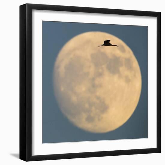 Sandhill crane (Antigone canadensis) flying against moon, Soccoro, New Mexico, USA-Panoramic Images-Framed Photographic Print