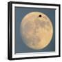 Sandhill crane (Antigone canadensis) flying against moon, Soccoro, New Mexico, USA-Panoramic Images-Framed Photographic Print