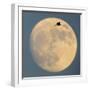 Sandhill crane (Antigone canadensis) flying against moon, Soccoro, New Mexico, USA-Panoramic Images-Framed Photographic Print